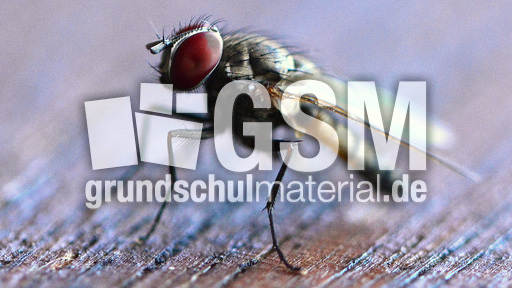 Stubenfliege (7).jpg